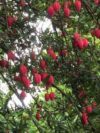 Crinodendron hookerianum (Chinese Lantern Bush)