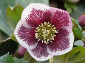 candy_drop_p1030780_resized