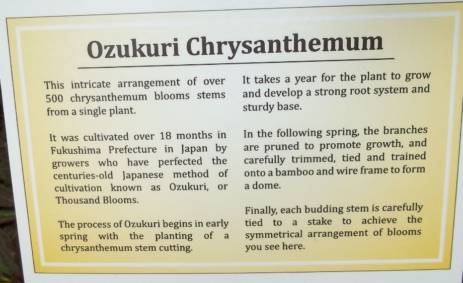 ozukuri chrysanth