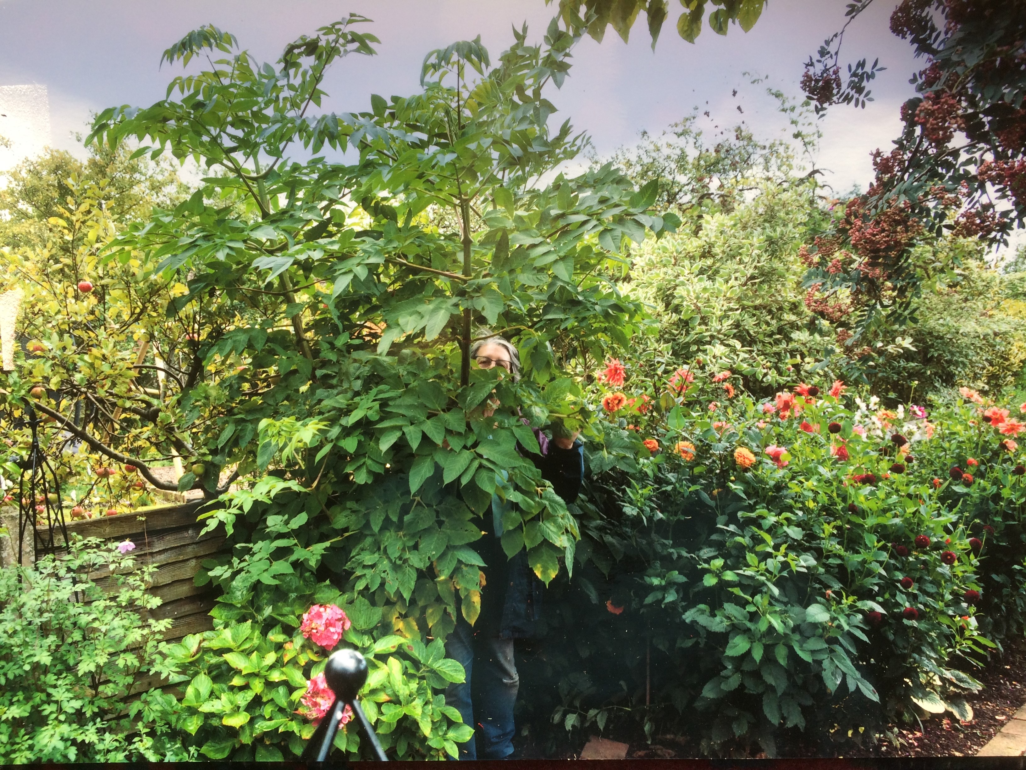 Helen's giant Dahlia