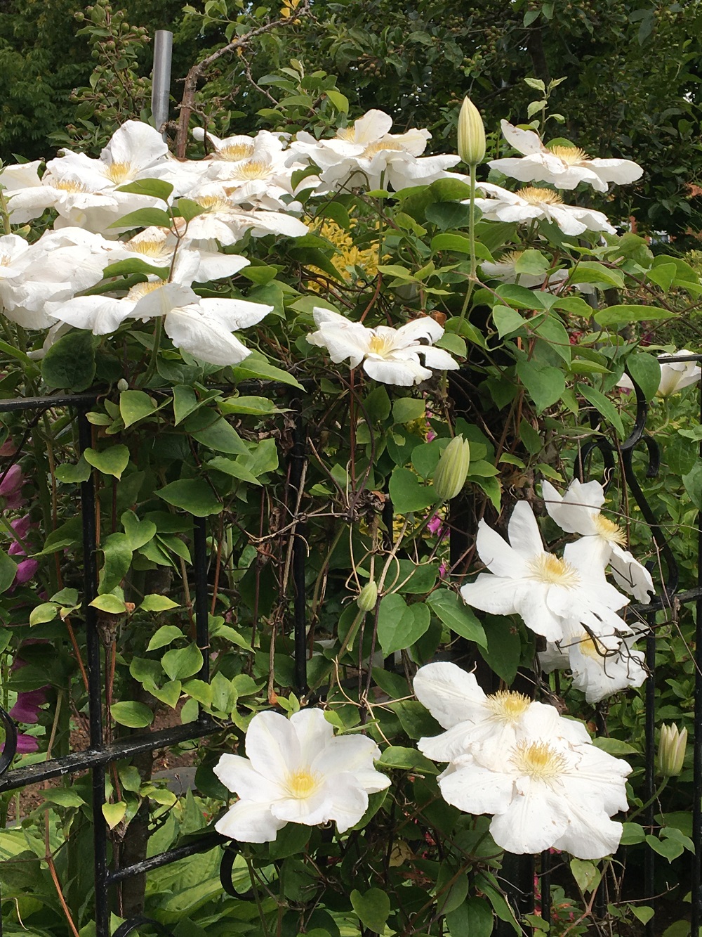Helen's clematis